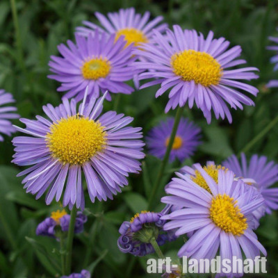 ����� ���������� "������" - ����-��������
