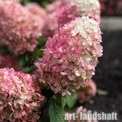 ��������� ����������� "Raspberry Pink" (������� ����) - ����-��������