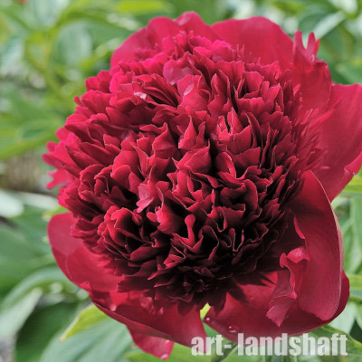 ���� ���������������� "Red Charm" (��� ����) - ����-��������
