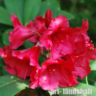 ����������� "Red Jack" (��� ����) - ����-��������