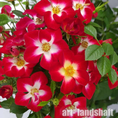 ���� �������������� "Everglow Ruby" (�������� ����) - ����-��������