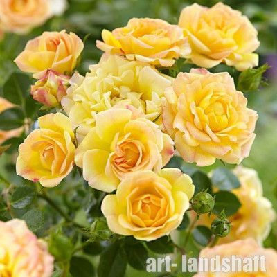 ���� Yellow Fairy ("������ ����") - ����-��������