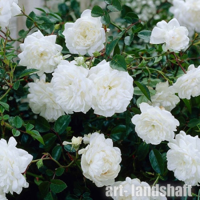 ���� �������������� White Fairy ("���� �����") - ����-��������