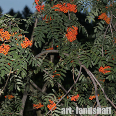 ������ ������������ "Pendula" (�������) - ����-��������