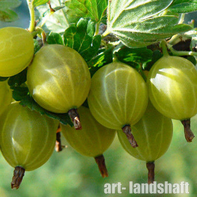 ��������� "����������� ��������" - ����-��������