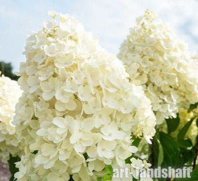 ��������� ����������� "Summer Snow" (������ ����) - ����-��������
