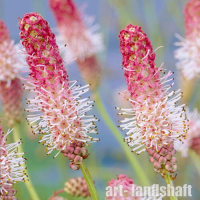 ����������� ������������� "Pink Tanna" (���� �����) - ����-��������
