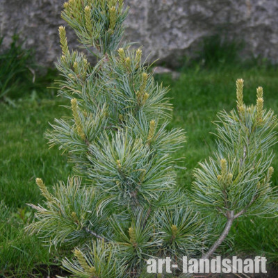 ����� �������������� Schoons Bonsai ("���� ������") - ����-��������