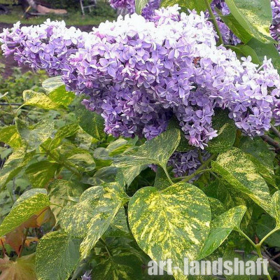������ ������������ Aucubaefolia ("�����������") - ����-��������