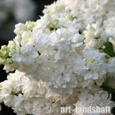 ������ ������������ "Madame Lemoine" (����� ������)  - ����-��������