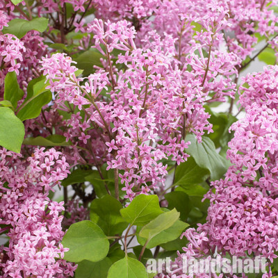 ������ ������ Flowerfesta Pink ("���������� ����") - ����-��������