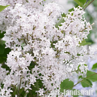 ������������� Flowerfesta�White ("���������� ����) - ����-��������