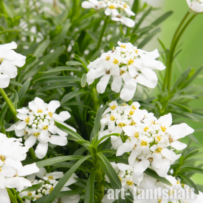 ������ ������������ Snow Flurrirs ("���� ������") - ����-��������