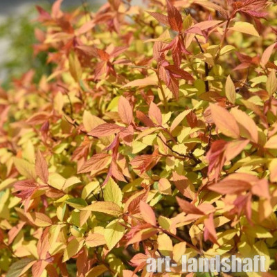 ������ �������� Zen'Spirit Caramel  ("��� ������ �������") - ����-��������