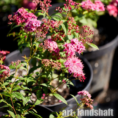 ������ �������� "Anthony Waterer" (������ �������) - ����-��������
