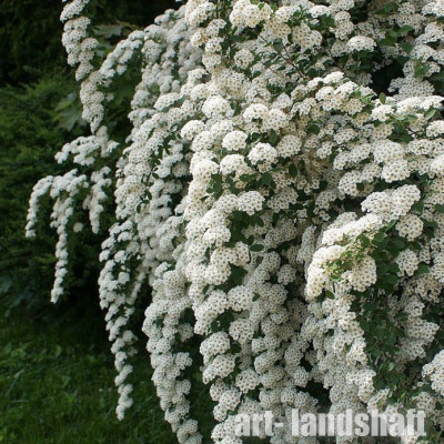 ������ ���������� "June Bride" (����� �����) - ����-��������