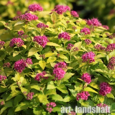 ������ �������� "Pink and Gold" (���� ��� ����) - ����-��������