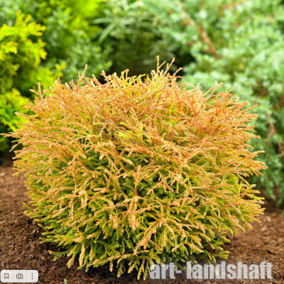 ��� �������� "Golden Tuffet" (������ ������) - ����-��������