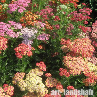 ������������� ������������ "Summer Pastels" (������ ��������) - ����-��������