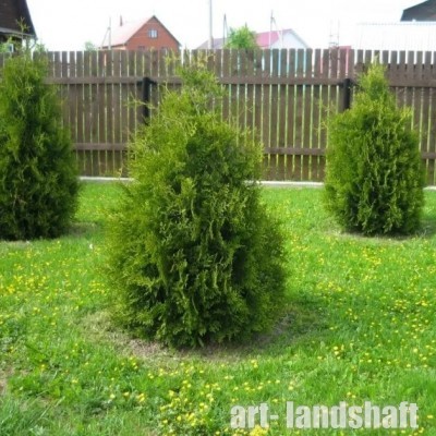 ��� �������� "Brabant" (�������) - ����-��������