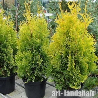 ��� �������� "Golden Brabant" (������ �������) - ����-��������