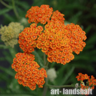 ������������� ������������ "Terracotta" (���������) - ����-��������