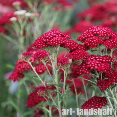 ������������� ������������ "Flowerburst Red Shades'' (����������� ��� �����) - ����-��������