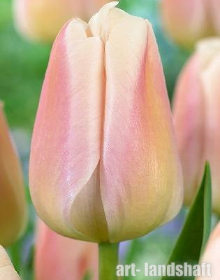������� ������� "Apricot Pride" (������� �����) - ����-��������