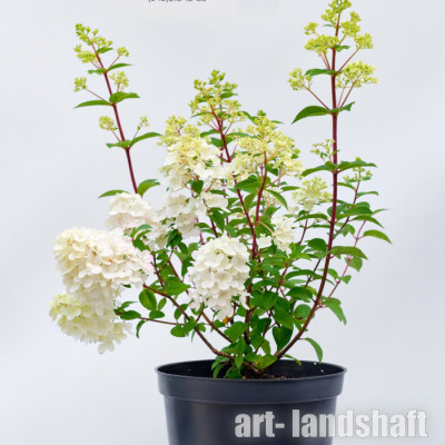 ��������� ����������� "Vanilla Fraise" (������ �����) - ����-��������