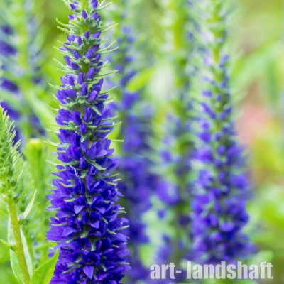 �������� ���������� "Ulster Dwar Blue" (������ ����� ���) - ����-��������