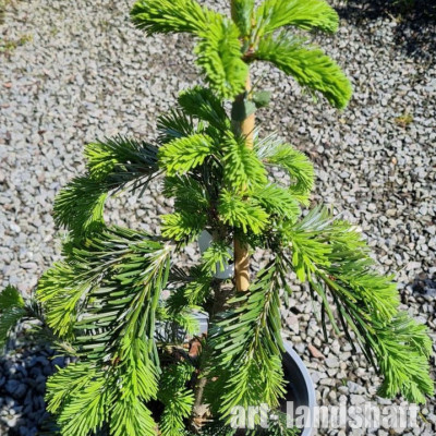 ����� ���� "Pendula" (�������) - ����-��������