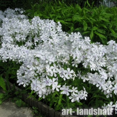 ����� ������������� "White Perfume" (���� ������) - ����-��������