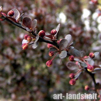 �������� �������� Atropurpurea ("������������") - ����-��������