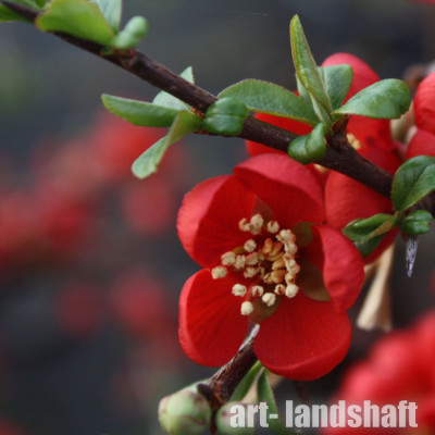 ���� ������������ "Crimson and Gold" (������� ��� ����) - ����-��������