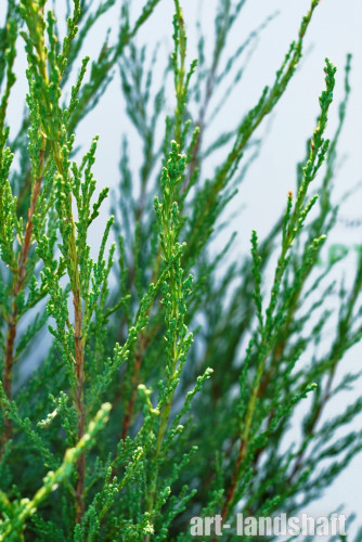 �����! 30% OFF �� ������������ �Skyrocket� 